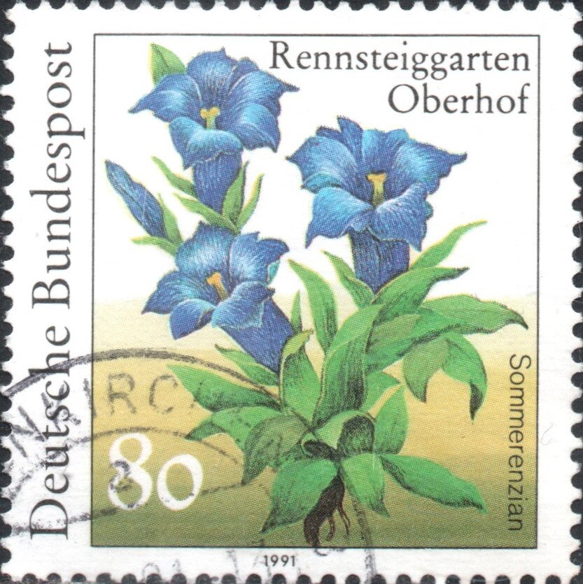 Gentian (Gentiana septemfida)
