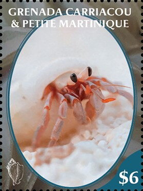 Hermit Crab
