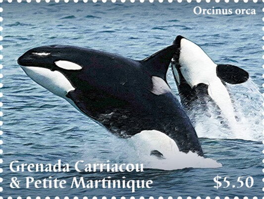 Orcas