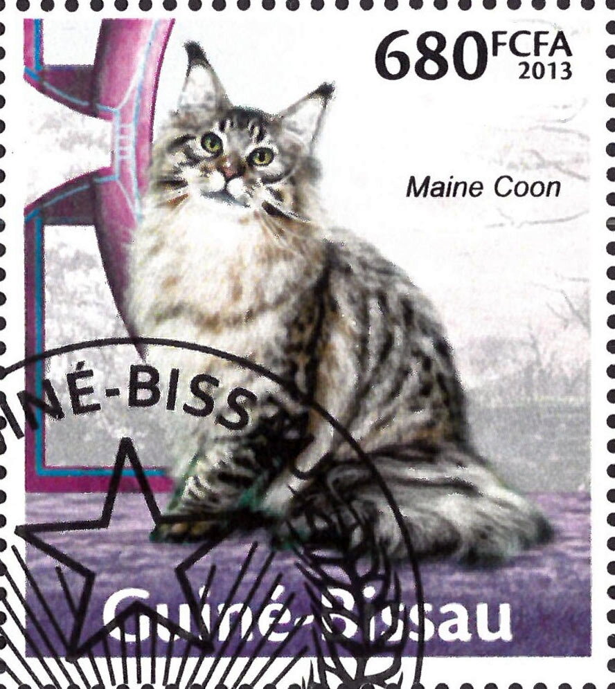Maine Coon