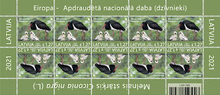 Black Stork (Ciconia nigra)