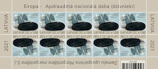 Full Pane, Freshwater Pearl Mussel (Margaritifera margaritifera), Latvia,  , Animals (Fauna), C.E.P.T. / Europe, Molluscs