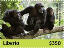 Chimpanzees