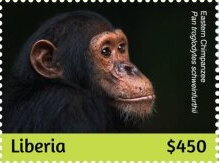 Chimpanzees