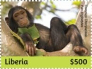 Chimpanzees