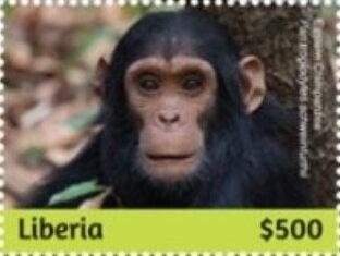 Chimpanzees