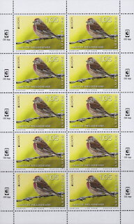 Common Linnet (Linaria cannabina)