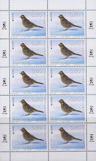 Yellowhammer (Emberiza citrinella)