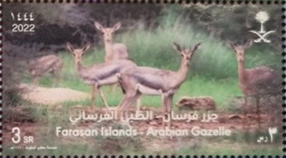 Arabian Gazelle (Gazella arabica)