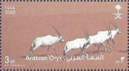 Arabian Oryx (Oryx leucoryx)