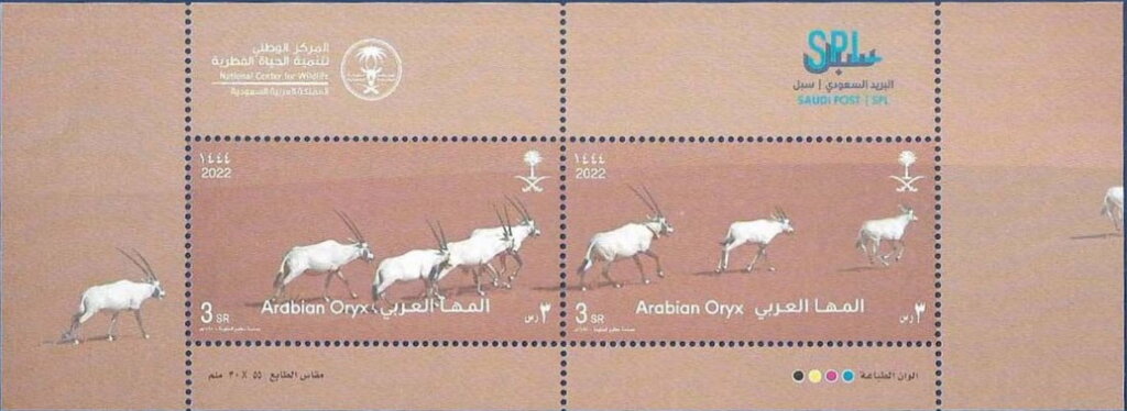 Arabian Oryx (Oryx leucoryx)