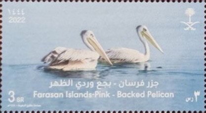 Backed Pelican (Pelecanus rufescens)