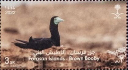 Brown Booby (Sula leucogaster)