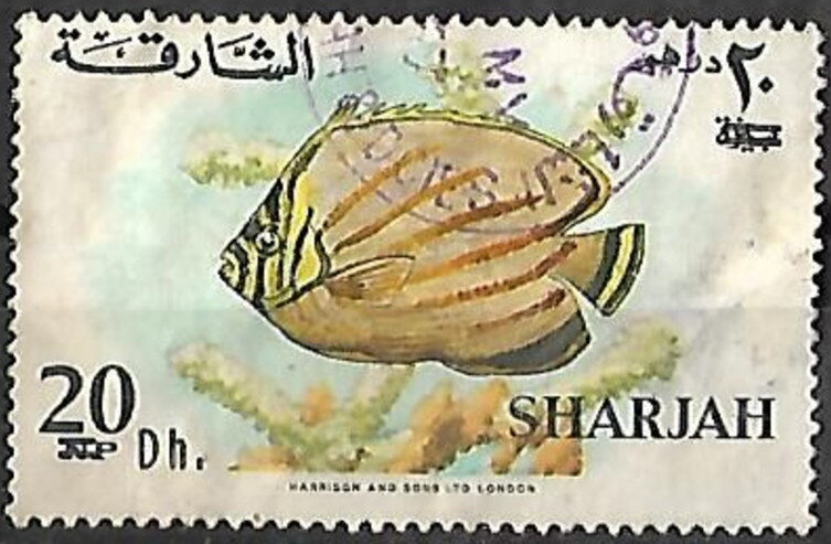 Ornate Butterflyfish (Chaetodon ornatissimus)