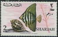 Sailfin Tang (Zebrasoma veliferum)