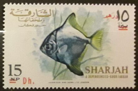Silver Moony (Monodactylus argenteus)