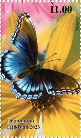Flora and Butterfly