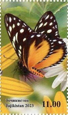 Flora and Butterfly
