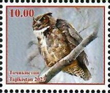 Owls of Tajikistan
