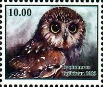 Owls of Tajikistan