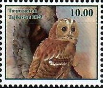 Owls of Tajikistan
