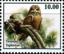 Owls of Tajikistan