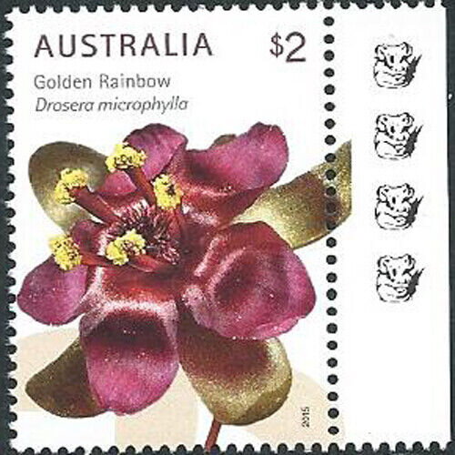 Golden Rainbow (Drosera microphylla (4th Reprint - 4 Koalas