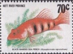 Coral Fish, Black Banded Sea Perch