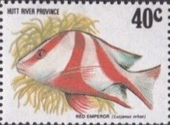 Coral Fish, Red Emperor