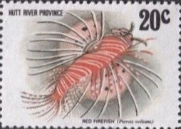 Coral Fish, Red Firefish