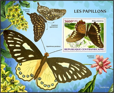 Battus polydamas