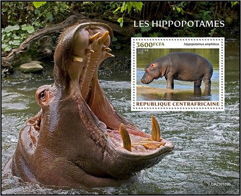 Hippopotamus amphibius