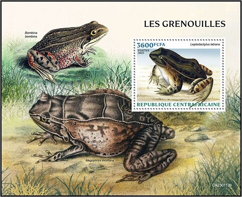 Leptodactylus latrans
