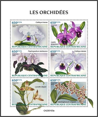 Orchids