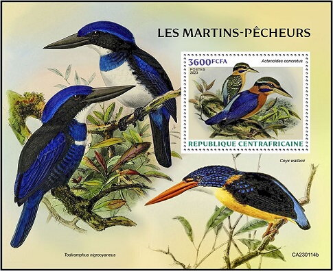 Rufous-collared kingfisher (Actenoides concretus)