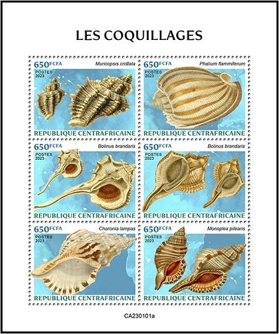Shells