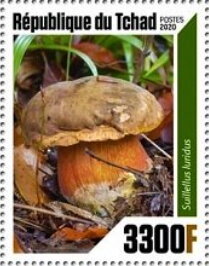 Mushrooms - Suillellus luridus