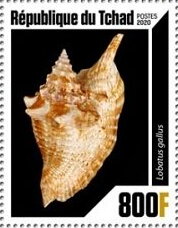 Stamp, Shells, Chad,  , Animals (Fauna), Sea Life, Shells
