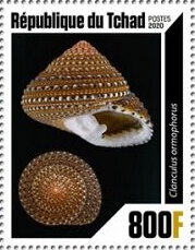 Shells