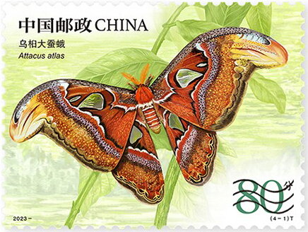 Atlas Moth (Attacus atlas)