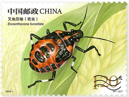 Bug - Eocanthecona furcellata