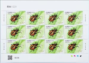 Full Pane, Bug - Eocanthecona furcellata, China, People's Republic,  , Animals (Fauna), Insects