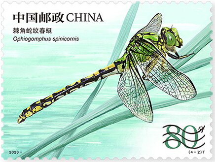 Ophiogomphus spinicornis