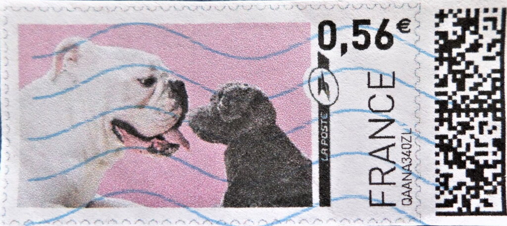 Bull dog and black puppy