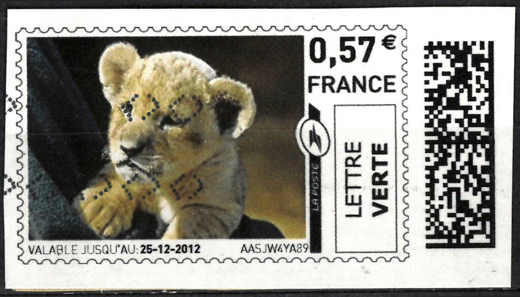 Lion Cub