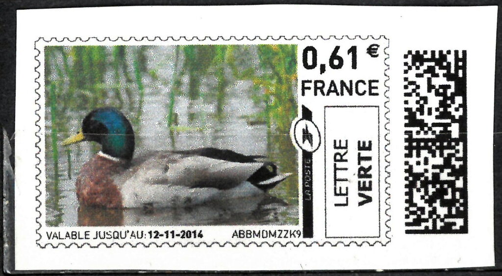 Mallard Duck