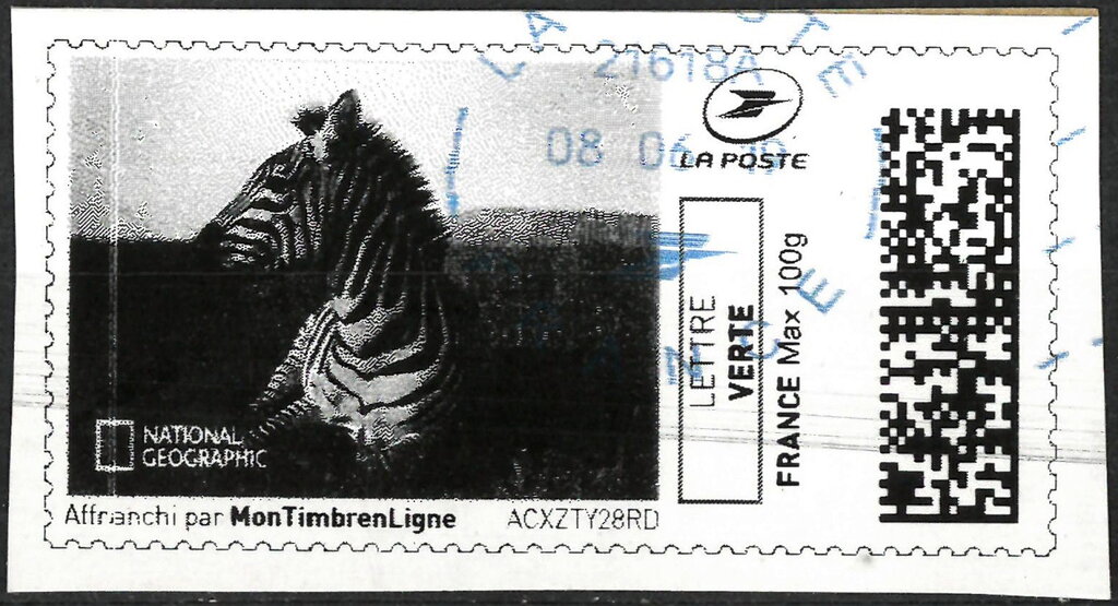 Zebra