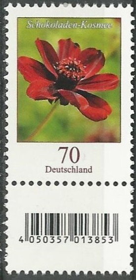 Chocolate Cosmos (Cosmos atrosanguineus)