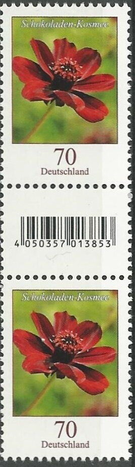 Gutter Pairs, Chocolate Cosmos (Cosmos atrosanguineus), Germany, Federal Republic,  , Flowers, Plants (Flora)