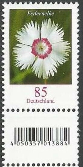 Common Pink (Dianthus plumarius)